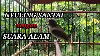 Download Suara Pancingan SRDC Nyuling suara ALAM membuat srdc ngeriwik jadi  Nyaut Ngeplong Gacor MP3