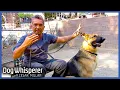 Cesar Millan Transforms Leash Aggressive German Shepherd Dog Whisperer with Cesar Millan