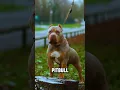 Download Lagu Who is Most dangerous between presa canario and pitbull 🔥😡 #shorts #shortsfeed #viralshorts