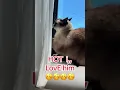 Download Lagu Boze Merv😠 #fypシ゚viral #grappig #kat #kattenliefhebber #katten #grappigekatten #grappigevideo #kattenkortingen #kattenvideo's