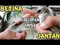 Download Lagu CARA MEMBEDAKAN TRUCUKAN JANTAN DAN BETINA MASIH MUDA