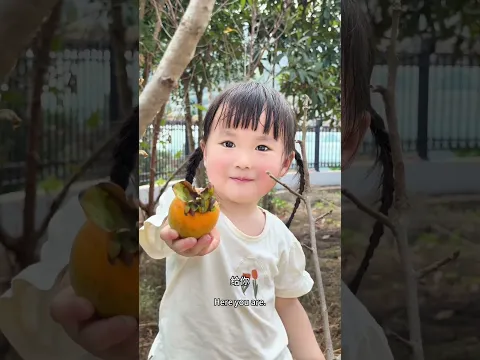 I picked all these persimmons myself — am I amazing? ٩(ˊᗜˋ*)و♡  #babygirl  #persimmons #countryside