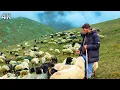 Download Lagu Seorang Gembala Sendirian di Atas Awan - Kehidupan di Gunung yang Sepi | Dokumenter