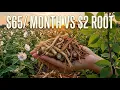 Skip Gut Supplements This 2 Root Did It Free for 100 Years