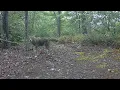 Large Eastern Male Coyote w White-tip Tail