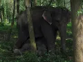 Mayapur Elephant Baby Mine