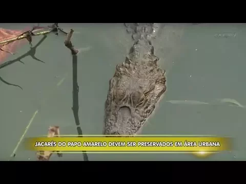 Jacarés do papo amarelo devem ser preservados em áreas urbanas da capital