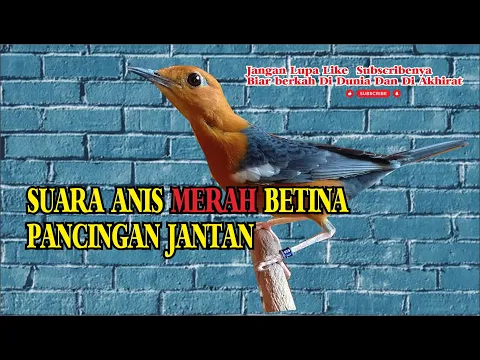 Download MP3 Pancingan Anis Merah Betina Memanggil Jantan