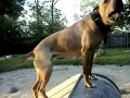 American Pitbull Documentary