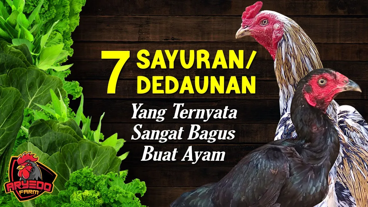 cara memilih indukan ayam yang bagus | ciri ciri indukan betina yang bagus