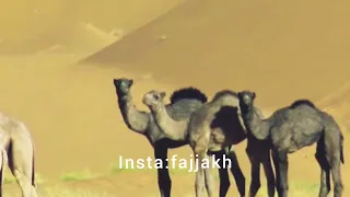 جقله مع التحيه للشاعر أحمد عبد الله الفرجوني  جقله مع التحيه للشاعر أحمد عبد الله الفرجوني