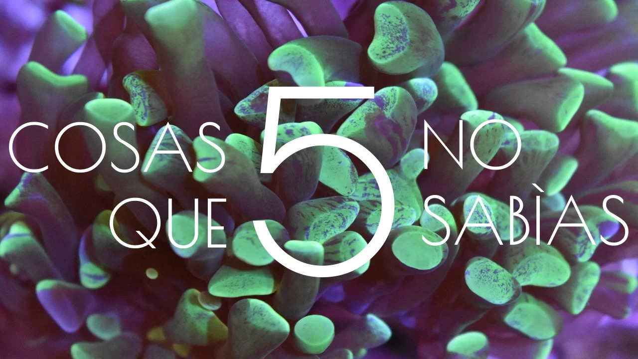 5 Cosas Que No Sabías De Los Corales