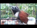 Download Lagu Tepus Dada Putih Gacor l Cocok Untuk Pancing Bunyi \u0026 Pikat Burung Liar...