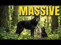 How This MASSIVE 130lb Dog Greets Small Dogs