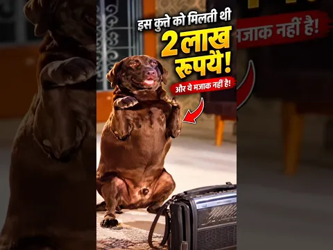 इस कुत्ते को मिलती थी एक्टर्स से भी ज्यादा फीस! 😱🐶 | Moti Dog Story #shorts