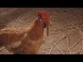 Download Lagu Centipede vs Chicken (Lion Dance Fight)(Last Hero in China)(Original Cantonese Version)
