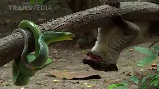 intense battle weasel vs arboreal ratsnake 