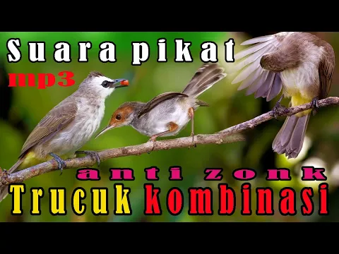 Suara pikat trucuk bandel mp3 uhdengan suara ribut kombinasi perenjak stater