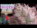 Download Lagu EVERYTHING I DID FROM SEED TO HARVEST | DRY \u0026 CURE INCLUDED | ORGANIC FORUMZ GSC