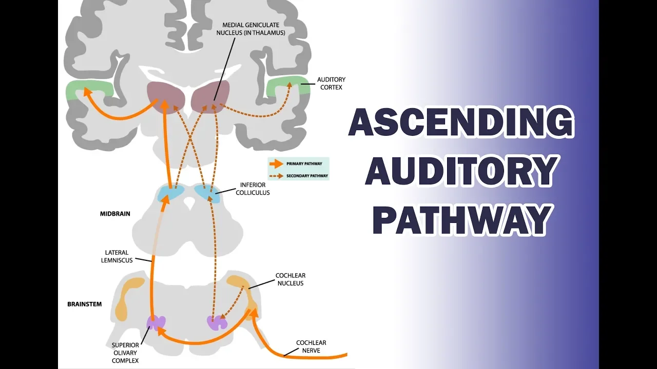ASCENDING AUDITORY PATHWAY