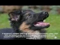 German Shepherd Puppies Sacramento Place