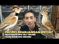 Lagu PROMO BRANJANGAN IMPORT, BRANJANGAN BIMA KULA 500.RB