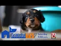 Grateful Rescue TV show