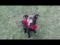 KPRC 2 Pet Project Meet Ruby
