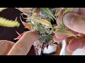 How to WET TRIM - Poke Pull Trim Tek