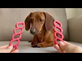 Download Lagu Mini dachshund's birthday toy gets fixed!