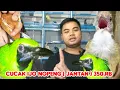 Download Lagu CUCAK IJO NOPENG ( JANTAN BERGARANSI) 350.RB