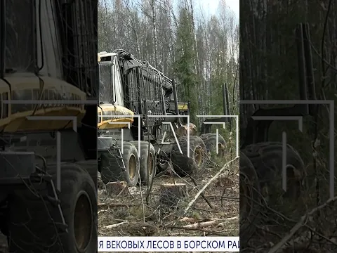 В 19.00 в программе «Кстати»: Масштаб уничтожения вековых лесов в Борском районе увеличивается