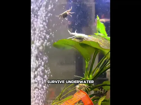 🦀😂 This Crab Became Obsessed with the Bubble Ride! #usa