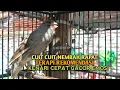 Lagu kenari gacor panjang Cuit Cuit EMOSI, Pancingan Kenari Paud Belajar Bunyi, terapi AMPUH Kenari MACET