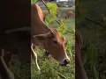 Suara sapi lembu moo, #sapi #cows #lembu #youtubeshorts #viral #ytshorts #animals #cow,