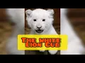 TOP 5 MOST EXPENSIVE ANIMAL IN THE WORLD | Sub Malay |
