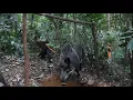 Lagu Alone in the Deep Forest: Digging a Pit and Building a Handmade Wild Boar Trap, survival alone