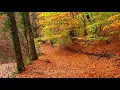 Download Lagu Музыка  Для  Души ,,ХРУСТАЛЬНЫЕ  СЛЁЗЫ ОСЕНИ,, Музыка Сергей Грищук  #музыкасергейгрищук #музыка