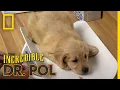 Puppies Get a Check-up The Incredible Dr Pol