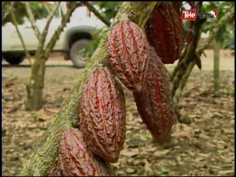 Ecuador Agropecuario 15-12-2017