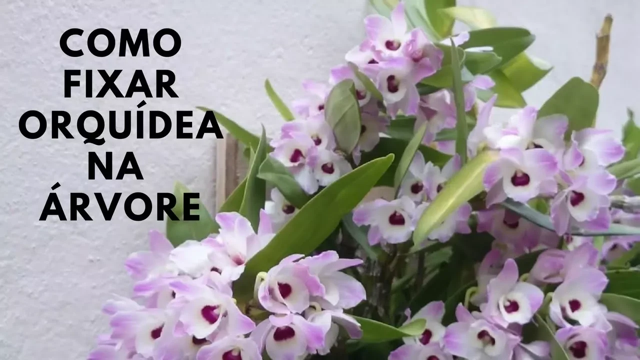 COMO PLANTAR ORQUÍDEA