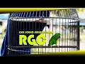Download Lagu Suara Burung Serindit Juara RGC