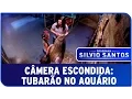 Download Lagu Tubarão no Aquário | Câmeras Escondidas (02/11/14)