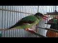Download Lagu Suara pikat burung jovin dijamin Ampuh langsung nyaut#burungkicau #isianmurai #isiankacer