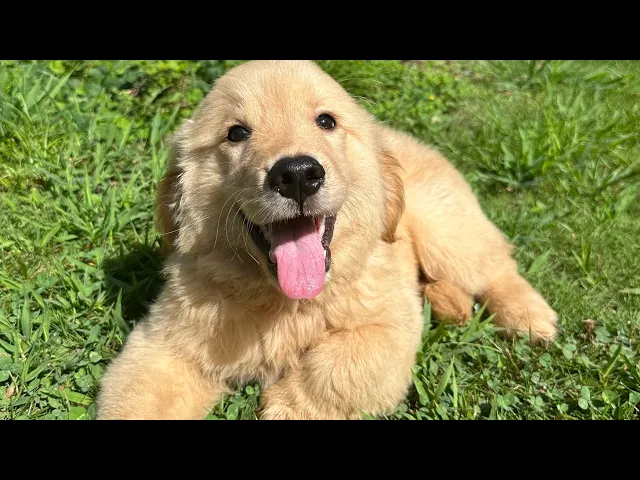 動画