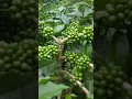 Download Lagu Kopi arabika mantap buahnya #petani #kopiarabica