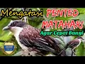 Download Lagu Pentet Matahari Biar Cepat Bunyi | Cucak Matahari Biar Cepat Bunyi | Tips Agar Mudah Gacor