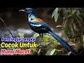 Download Lagu Rahasia Masteran Murai Batu untuk Meningkatkan Kualitas Suara