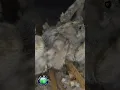 Shoreline wolf spider super fast killing speed