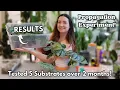 Scindapsus Series Part 3 Propagation Experiment Results and Repotting them all